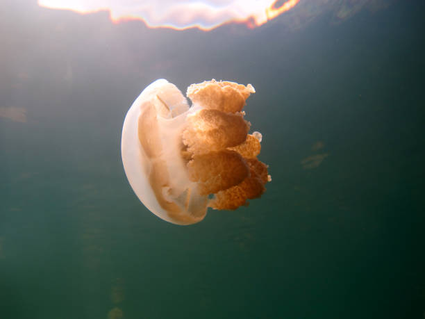 istock Jellyfish in the lake. 1333881358