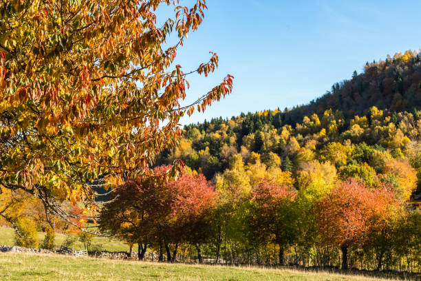istock Autumn coloured cherry tree branches in the landscape 1333881424