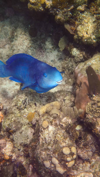 istock Blue Parrotfish in Roatan tropical island while snorkeling. 1333881591
