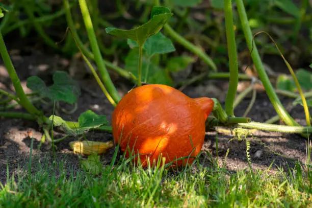 One fresh orange color hokkaido pumpkin ripening on the plant in vegetable garden