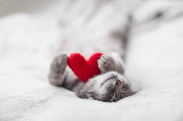 istock striped kitten sleeps on a white bed surrounded by red and pink knitted hearts 1333881782
