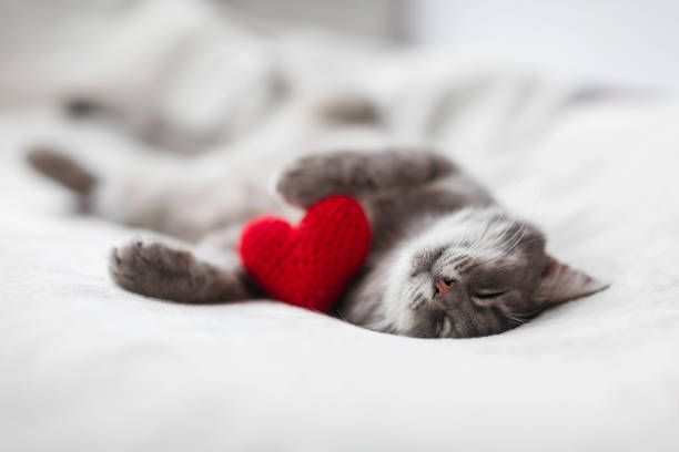 istock striped kitten sleeps on a white bed surrounded by red and pink knitted hearts 1333881794