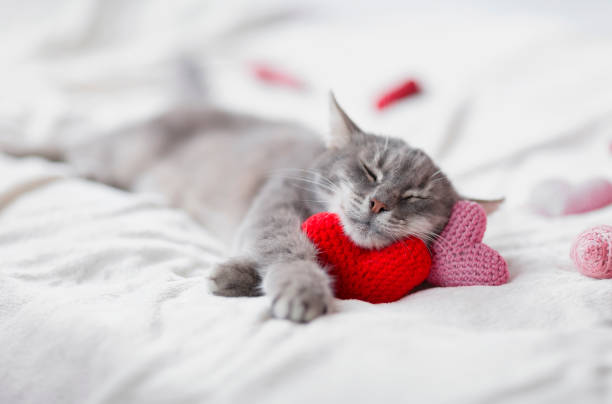 istock striped kitten sleeps on a white bed surrounded by red and pink knitted hearts 1333881796