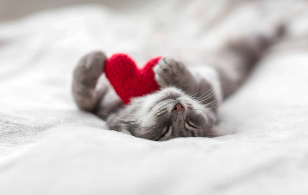 istock striped kitten sleeps on a white bed surrounded by red and pink knitted hearts 1333881797
