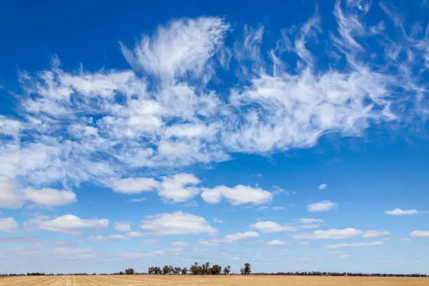Photo of Cirrus cloud over dry agricultural land with distant row of trees