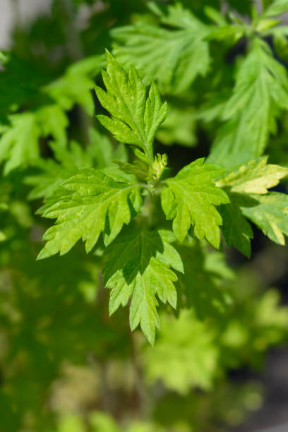 istock Variegated mugwort Oriental Limelight 1333882584