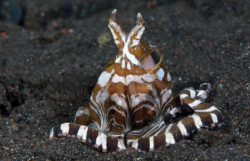 Octopus Rarest Color A Rare Octopus Stock Photo - Download Image Now - Animal, Animal ...