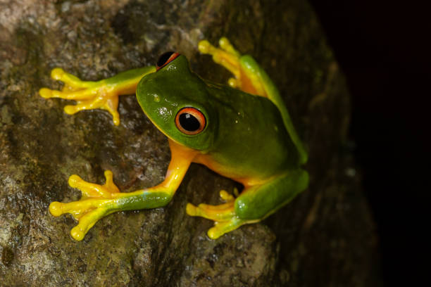 Orange-thighed tree frog (Litoria xanthomera) Orange-thighed tree frog (Litoria xanthomera). Kuranda, Queensland, Australia red amphibian frog animals in the wild stock pictures, royalty-free photos & images