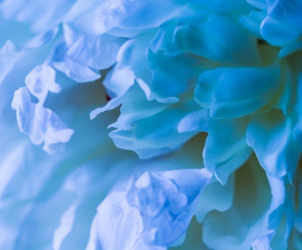 istock Soft focus, abstract floral background, pale blue peony flower petals. Macro flowers backdrop for holiday brand design 1333884790