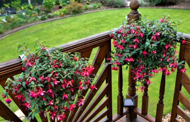 Hardy Fuchsias planters, on the decking. Hanging pots are ideal for displaying fuchsias and provide the ideal ambience to create the impression of an outdoor room. doncaster photos stock pictures, royalty-free photos & images