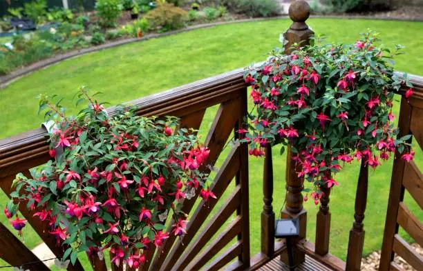 Hanging pots are ideal for displaying fuchsias and provide the ideal ambience to create the impression of an outdoor room.