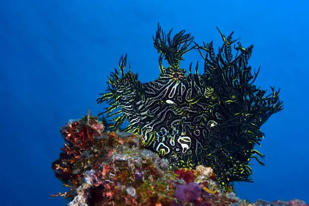 Lacy Scorpionfish - Rhinopias aphanes. Underwater world of Papua New Guinea, Milne Bay.