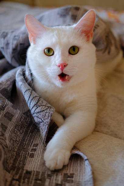 istock white cat lies under the blanket 1333886201