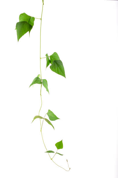 istock shaped green leaf climbing vines plant isolated on white background. Cowslip creeper the medicinal tropical plant. 1333886360
