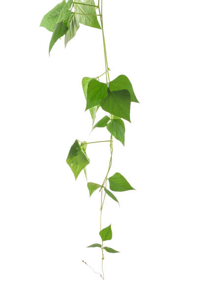 istock shaped green leaf climbing vines plant isolated on white background. Cowslip creeper the medicinal tropical plant. 1333886363