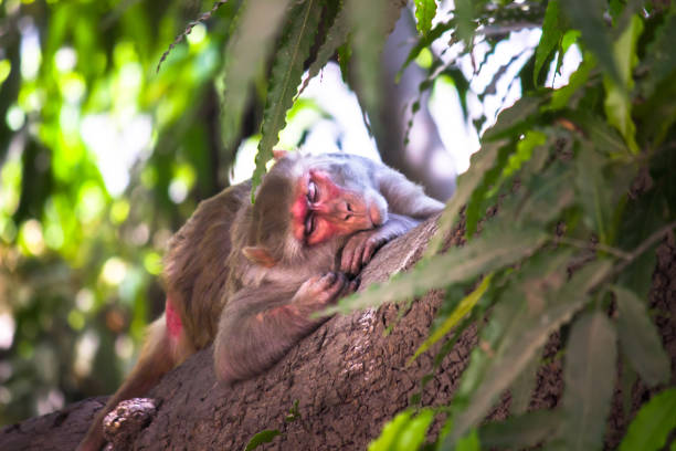 Monkey portrait in wildlife sleeping  or having a short nap on the tree in tropical forest . Monkey in the nature. The rhesus macaque monkey .  Monkey lives in a natural forest of India.