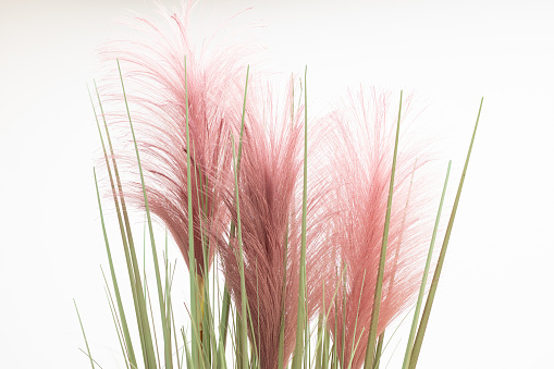 The Pink and Purple Pampas Grass also known as the Jubata Grass or Andean pampas grass.