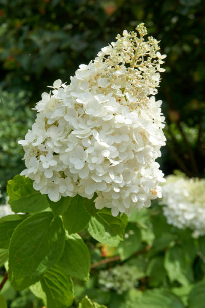 istock close up of white snowball flowers 1333889521
