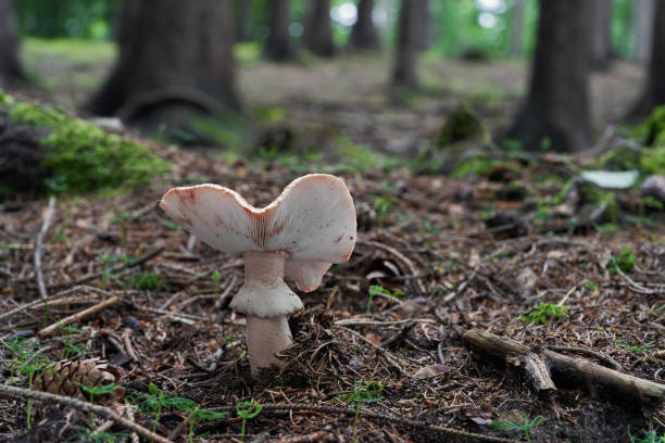 Edible mushroom Amanita rubescens in spruce forest. Known as blusher. Wild mushroom growing in the needles, spruce tree in background. Amanita rubescens amanita rubescens stock pictures, royalty-free photos & images