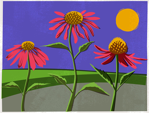 Echinacea Flowers in hand crafted wood cut or lino cut print style. Garden, cultivate, lino cut, screen print, flowers,