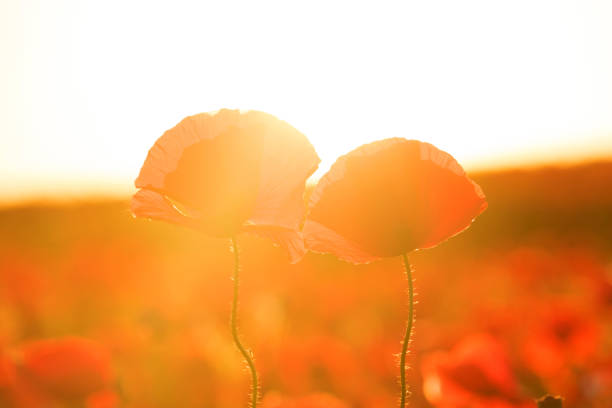 duas flores de uma papoula ao pôr do sol. - macro poppy red close up - fotografias e filmes do acervo