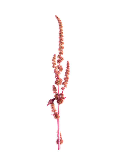 istock Close up flower of Amarsnth tree on white background. 1333893327
