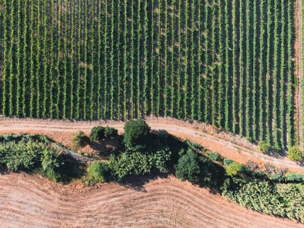 istock Aerial landscape 1333893332