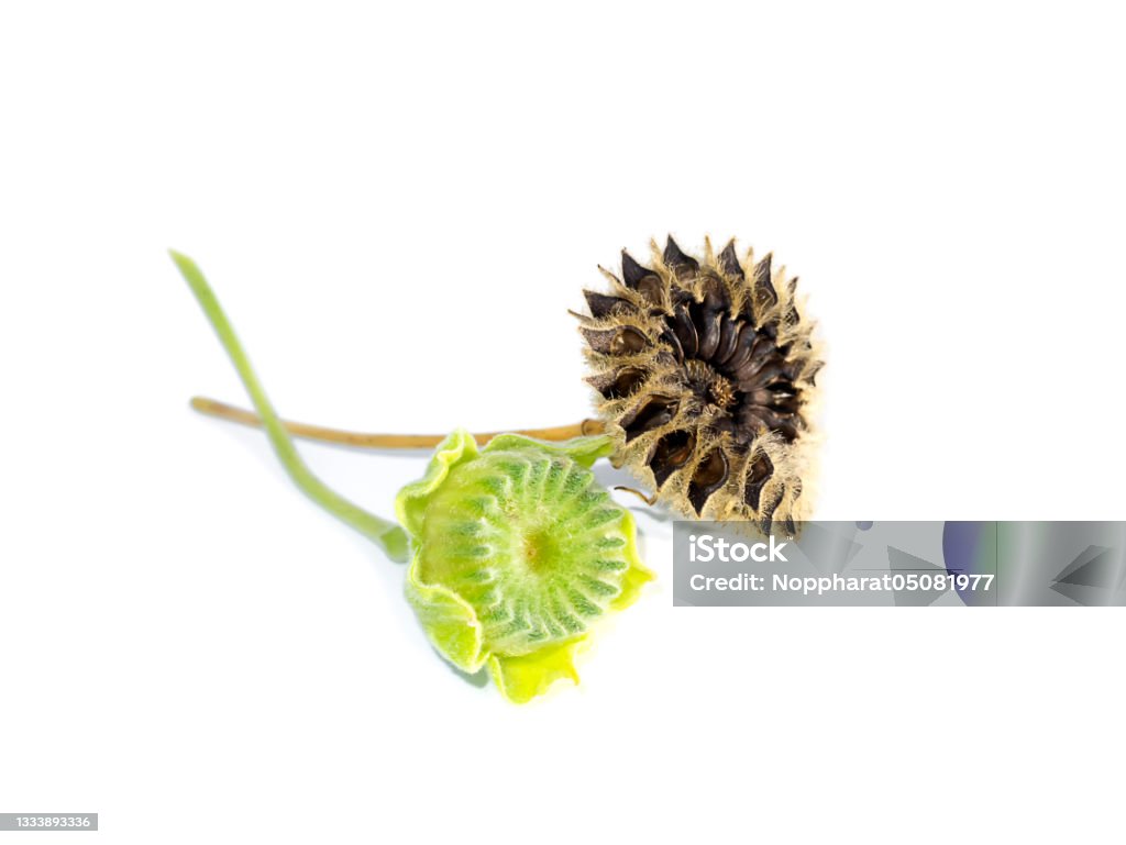 Close up seeds of Country mallow on white background. Close up seeds of Country mallow, Indian mallow. (Scientific name Abutilon indicum) Capsule - Medicine Stock Photo