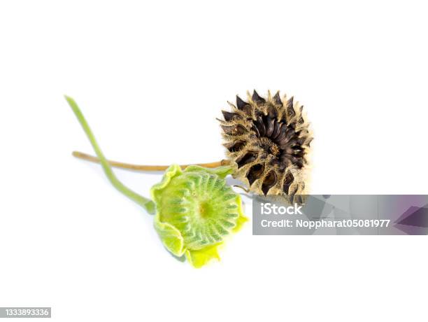 Close Up Seeds Of Country Mallow On White Background Stock Photo - Download Image Now