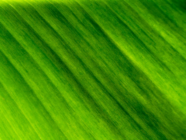 istock Close up the banana leaves 1333893471