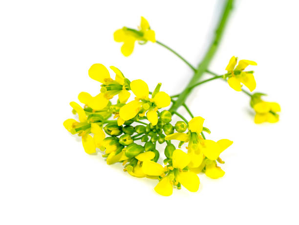 istock Close up Yellow rapeseed flowers 1333893521