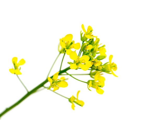 istock Close up Yellow rapeseed flowers 1333893523