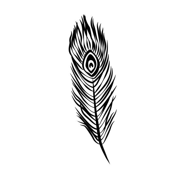 ilustraciones, imágenes clip art, dibujos animados e iconos de stock de ilustración vectorial de plumas de pavo real dibujadas a mano en negro. arte de línea ornamental boho. - feather peacock ornate vector