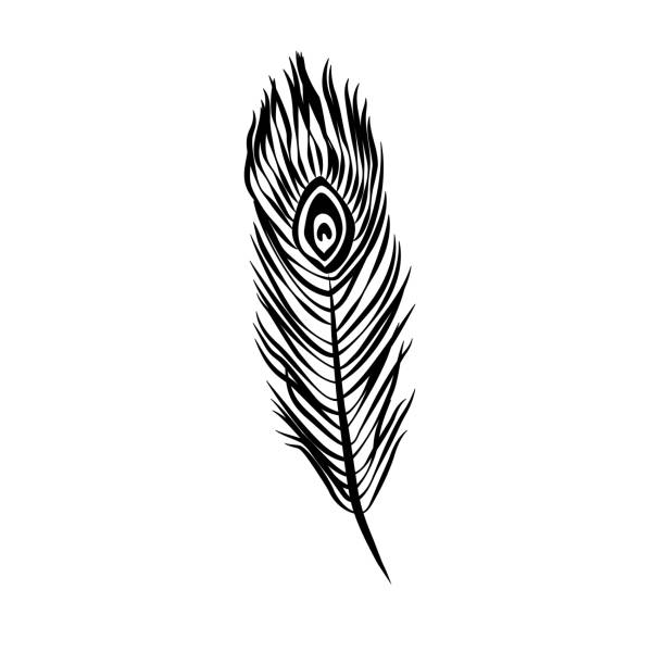ilustrações, clipart, desenhos animados e ícones de ilustração vetorial de pena de pavão desenhada à mão em preto. arte da linha ornamental boho. - feather peacock ornate vector