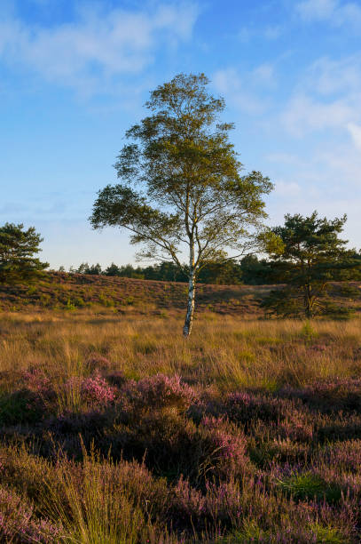 istock Birch tree on a heather field during high summer, Veluwe, the Netherlands 1333895357