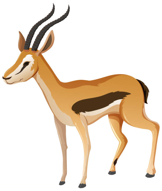 illustrazioni stock, clip art, cartoni animati e icone di tendenza di personaggio dei cartoni animati animali dell'impala su sfondo bianco - impala