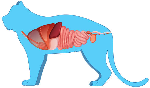 ilustrações de stock, clip art, desenhos animados e ícones de cat anatomy with internal organ structure - animal internal organ