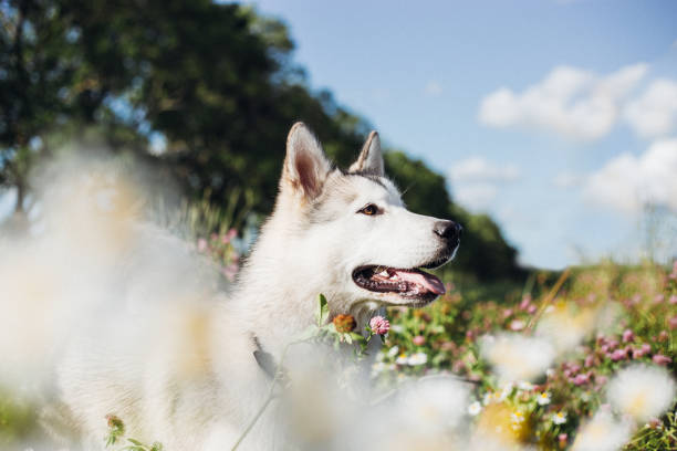 istock Alaskan malamute outdoors 1333895624