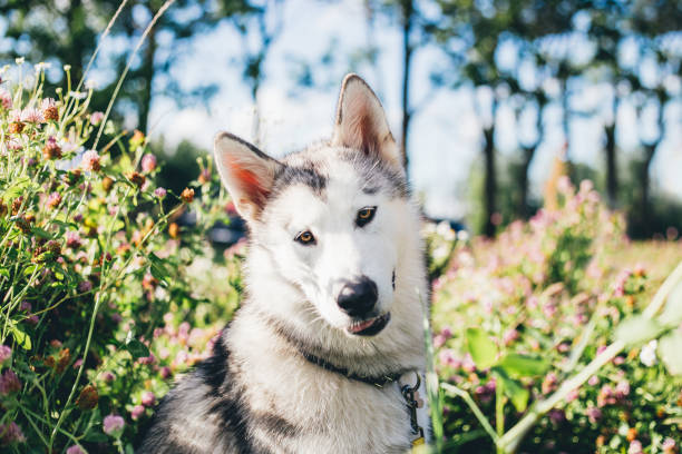 istock Happy dog looking at the camera 1333895627
