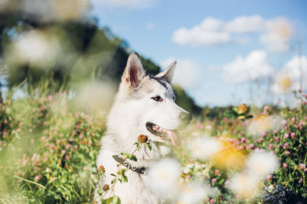 istock Malamute enjoying fresh air 1333895630