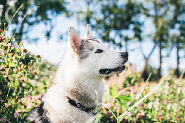 istock Alaskan malamute outdoors 1333895632