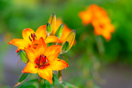 Photo showing a clump of bright orange tiger lily flowers, growing outside in an ornamental flower border, in the summer.  The lilies are pictured in full bloom, in the early summer.  The Latin name for this plant is: Lilium lancifolium.