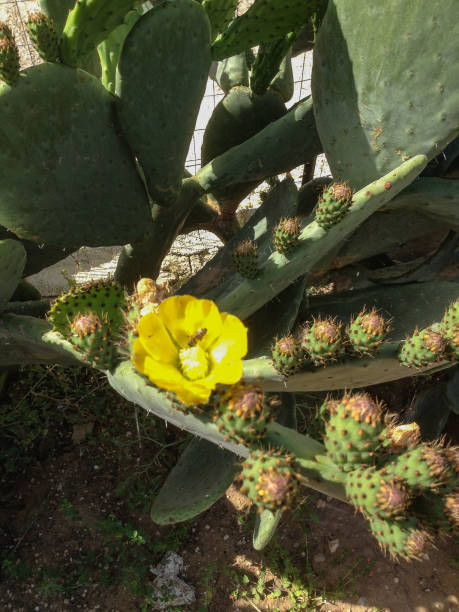 Flower of Fico d'India A flower of Fico d'India (Fig of India) fico d'india stock pictures, royalty-free photos & images