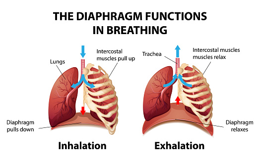 The Diaphragm Functions In Breathing Stock Illustration - Download Image Now - Clip Art, Infographic, Anatomy - iStock The Diaphragm Functions In Breathing Stock Illustration - Download Image Now - Clip Art, Infographic, Anatomy - iStock