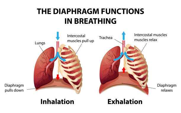 The diaphragm functions in breathing The diaphragm functions in breathing illustration respiratory system stock illustrations