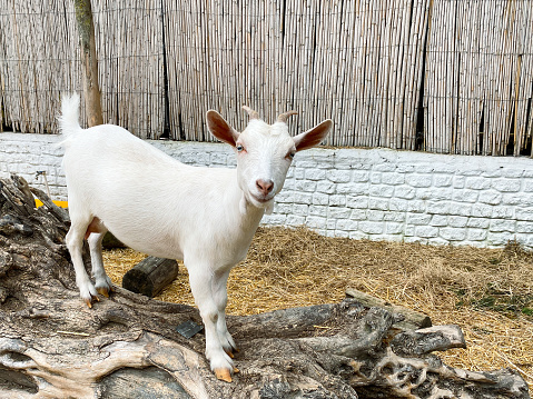African goat