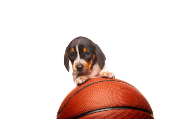 istock image of dog basketball white background 1333898813