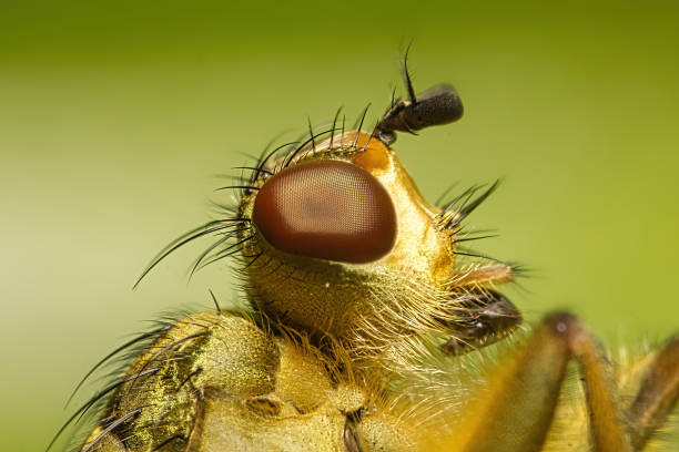 istock Close up shot of fly 1333900193