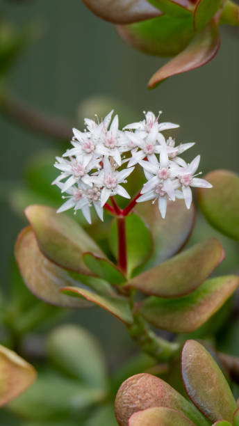 Jade plant in bloom with tiny white and pink flowers stock photo