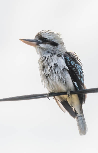 Laughing Kookaburra perched on a telephone wire stock photo